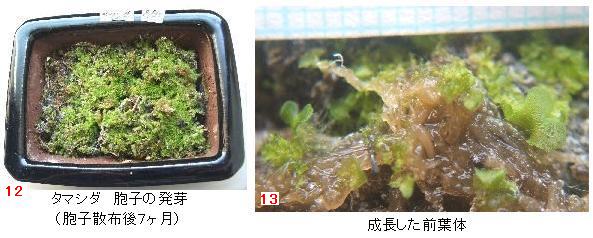 シダ植物の観察-その生活史をたどって