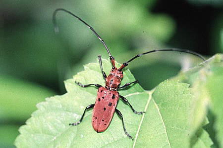 ハムシ上科_カミキリムシ科_フトカミキリ亜科_ヒゲナガカミキリ族_Eupromus