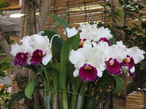 ビオス蘭展 2005 カトレア4
