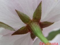 このはなさくや図鑑（大沢桜）