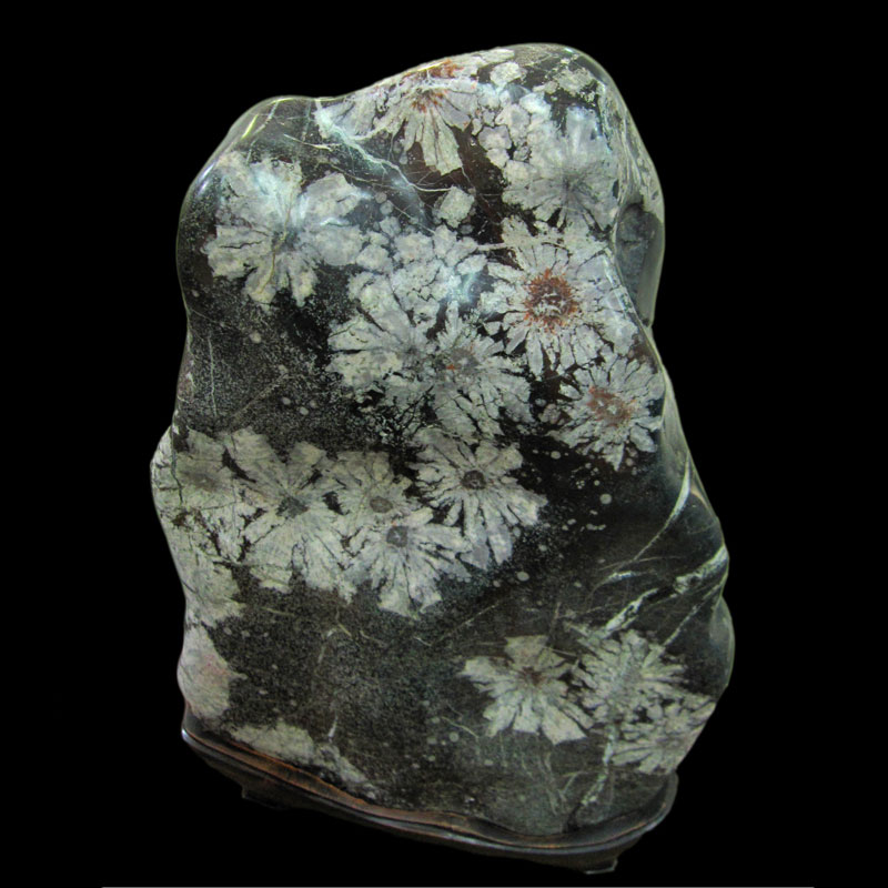 特別天然記念物 根尾谷菊花石 No.204【株式会社 増樹】