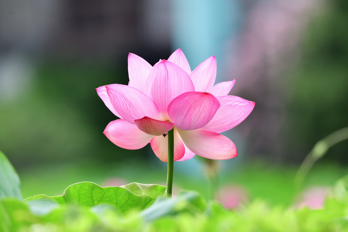 幸運の蓮の花 - 関東・東京の野鳥写真ブログ/自然・野鳥/女性