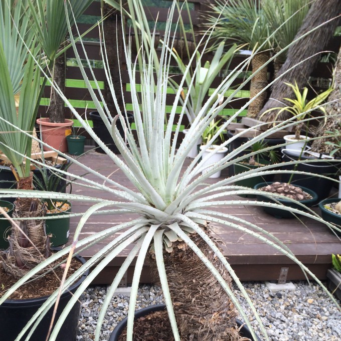 プヤ・セルーレア |ワンダープランツジャパン