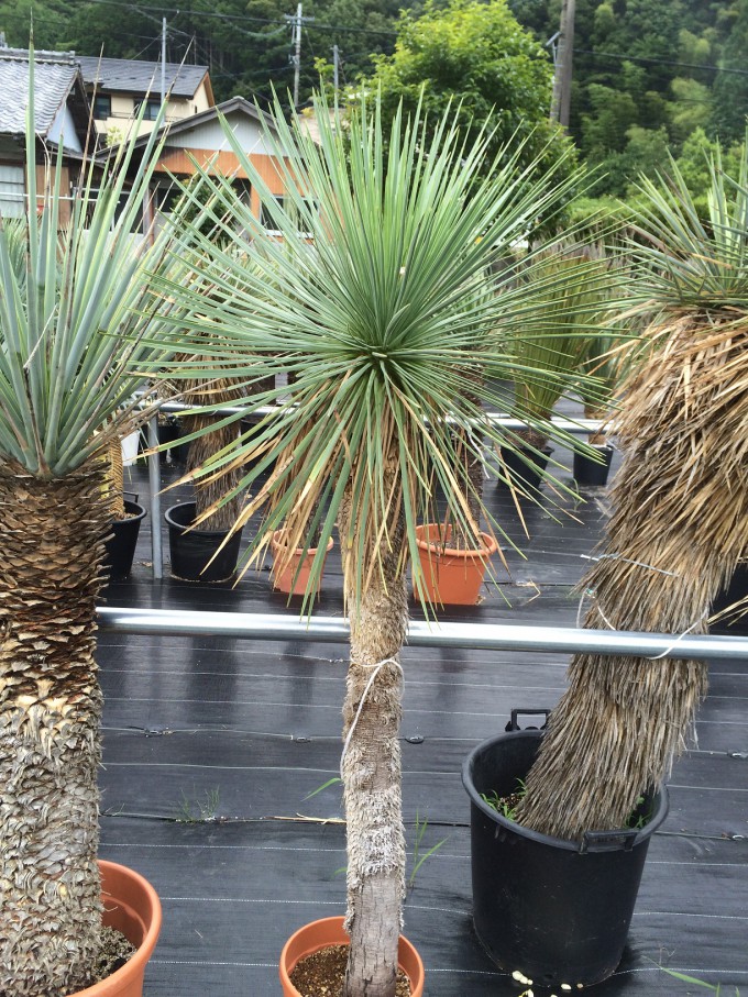 ユッカ・リネアリフォリア |ワンダープランツジャパン