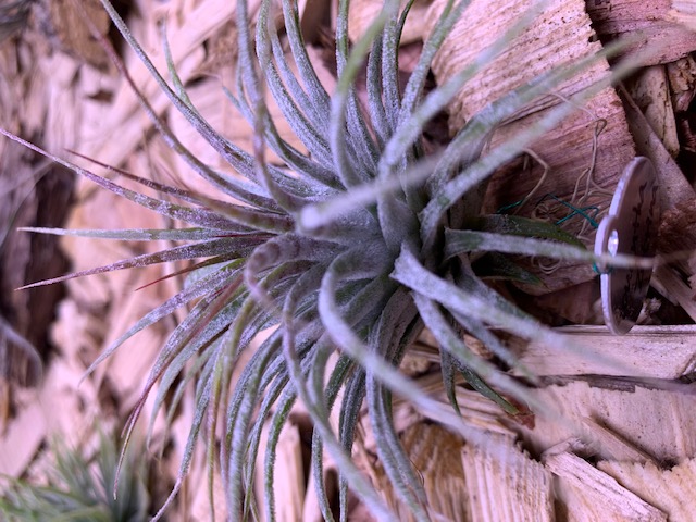 イオナンタ メキシカンゼブラ 子株 エアープランツ チランジア