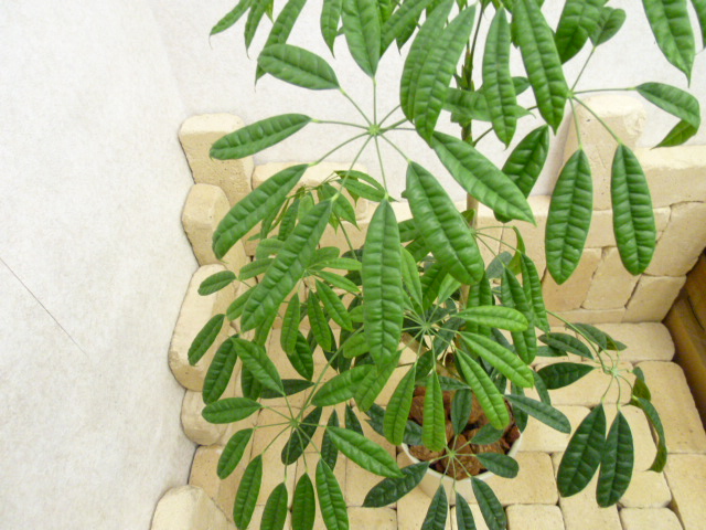 観葉植物 種類/シェフレラ スターシャイン高さ約100cm陶器鉢 商品詳細