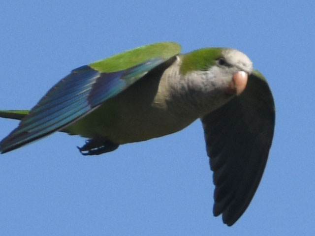 オキナインコ (Myiopsitta monachus)