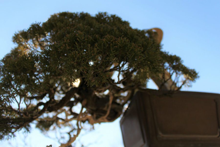 舎利と神 | YAOCAPLANTS ヤオカプランツ