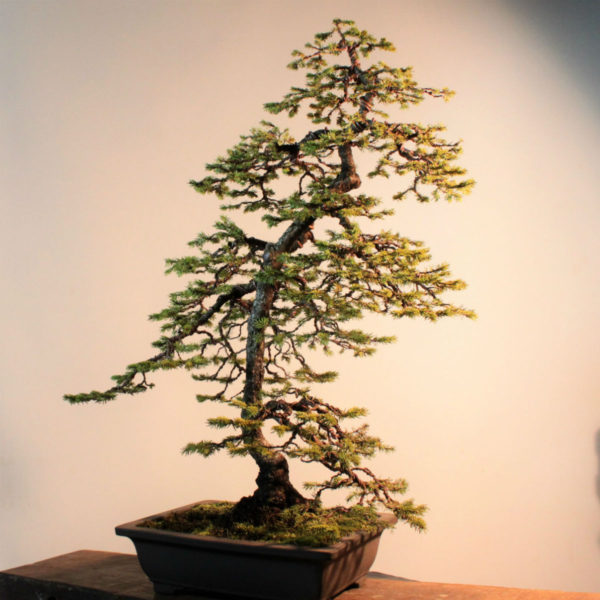 盆栽 蝦夷松 | YAOCAPLANTS ヤオカプランツ