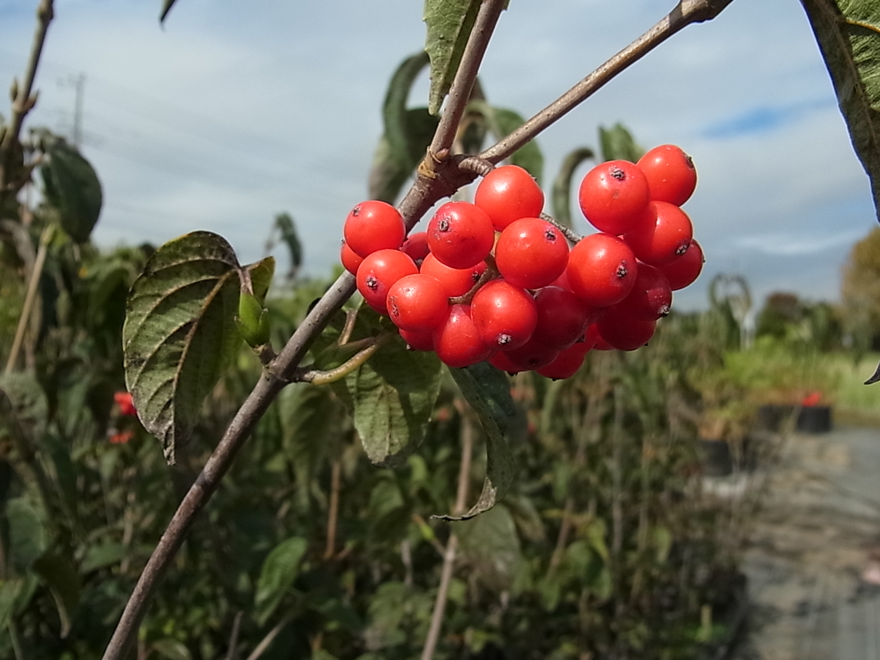 フウリンガマズミ（風鈴ガマズミ） | 樹木好き！ I Love Trees