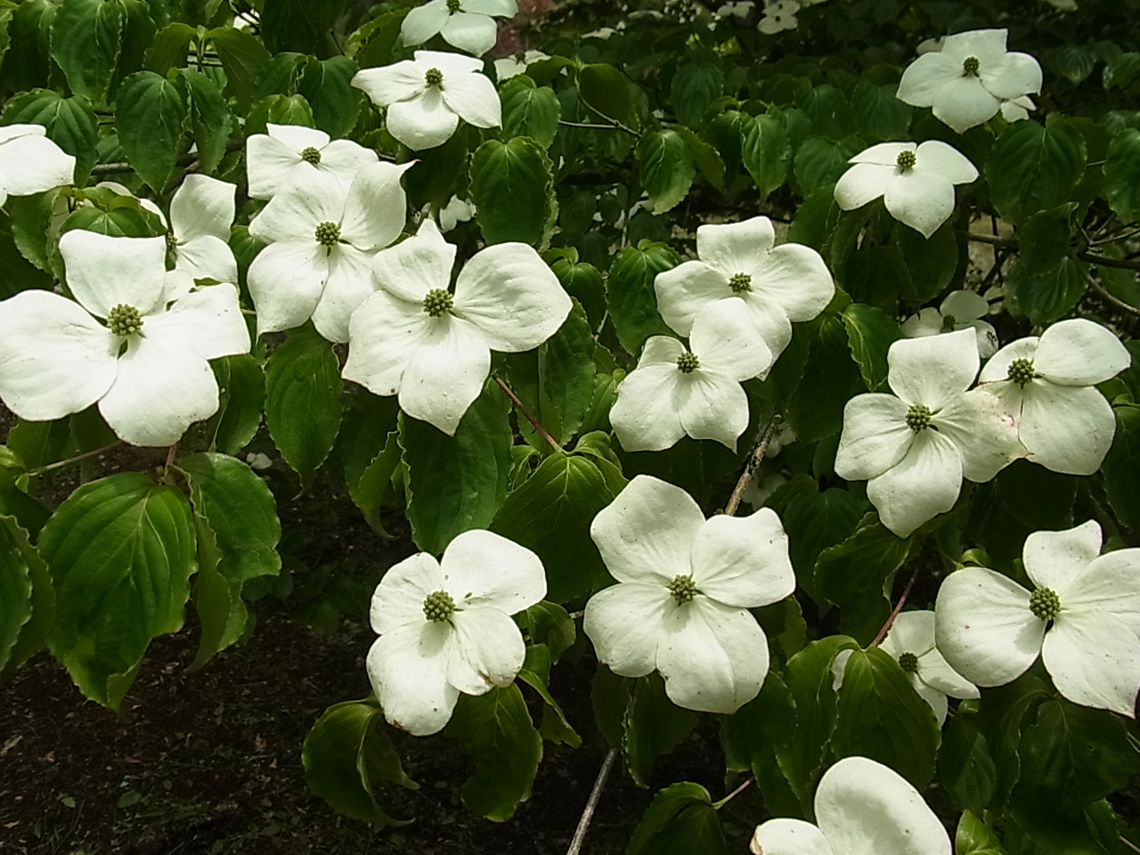 ヤマボウシ | 樹木好き！ I Love Trees