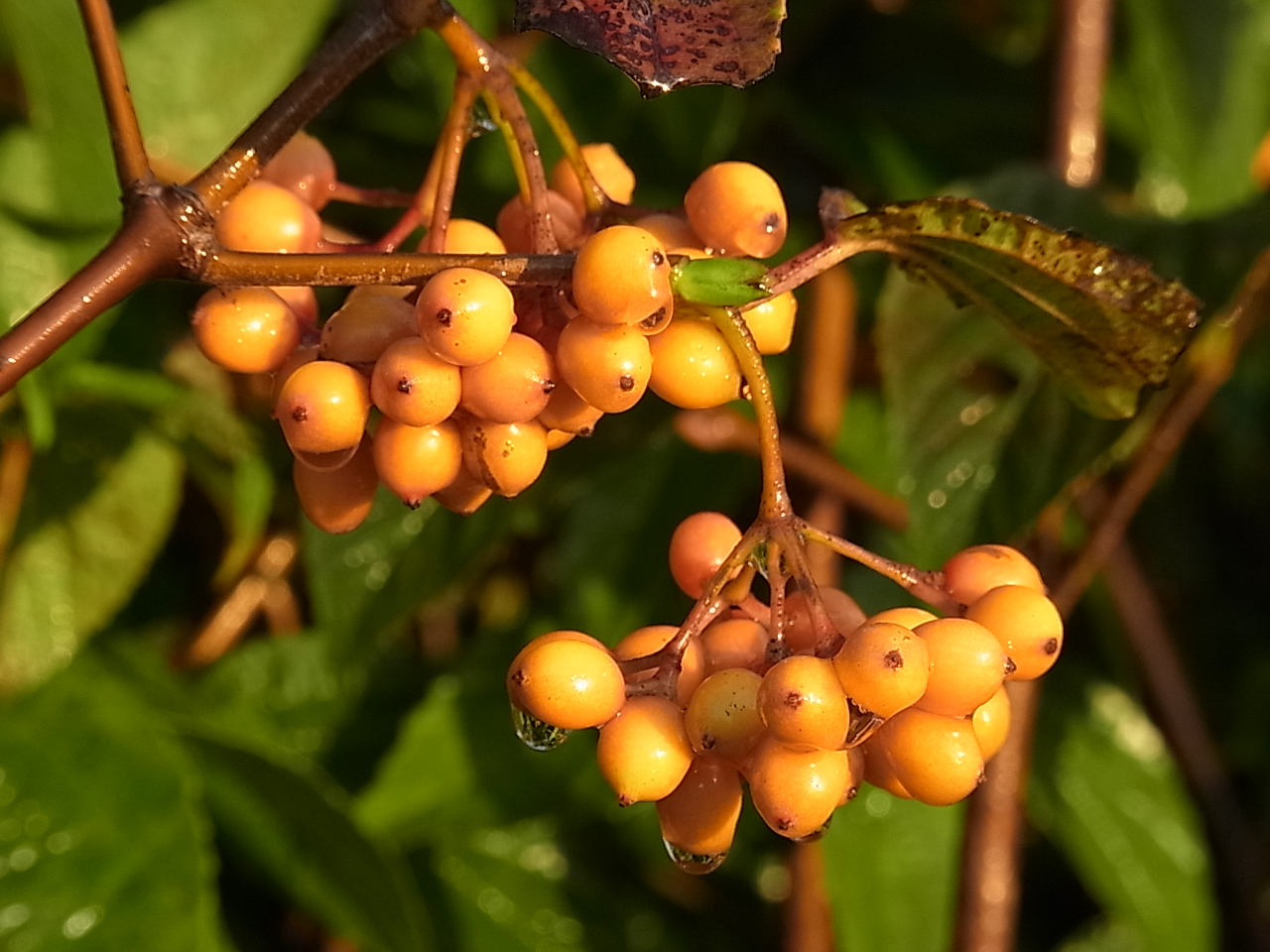 フウリンガマズミ（風鈴ガマズミ）の果実、色付きはじめる！ | 樹木