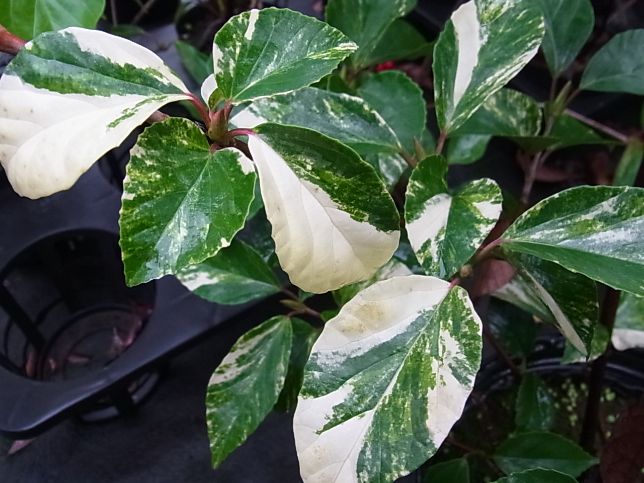 ハクサンボク'斑入'の果実 | 樹木好き！ I Love Trees