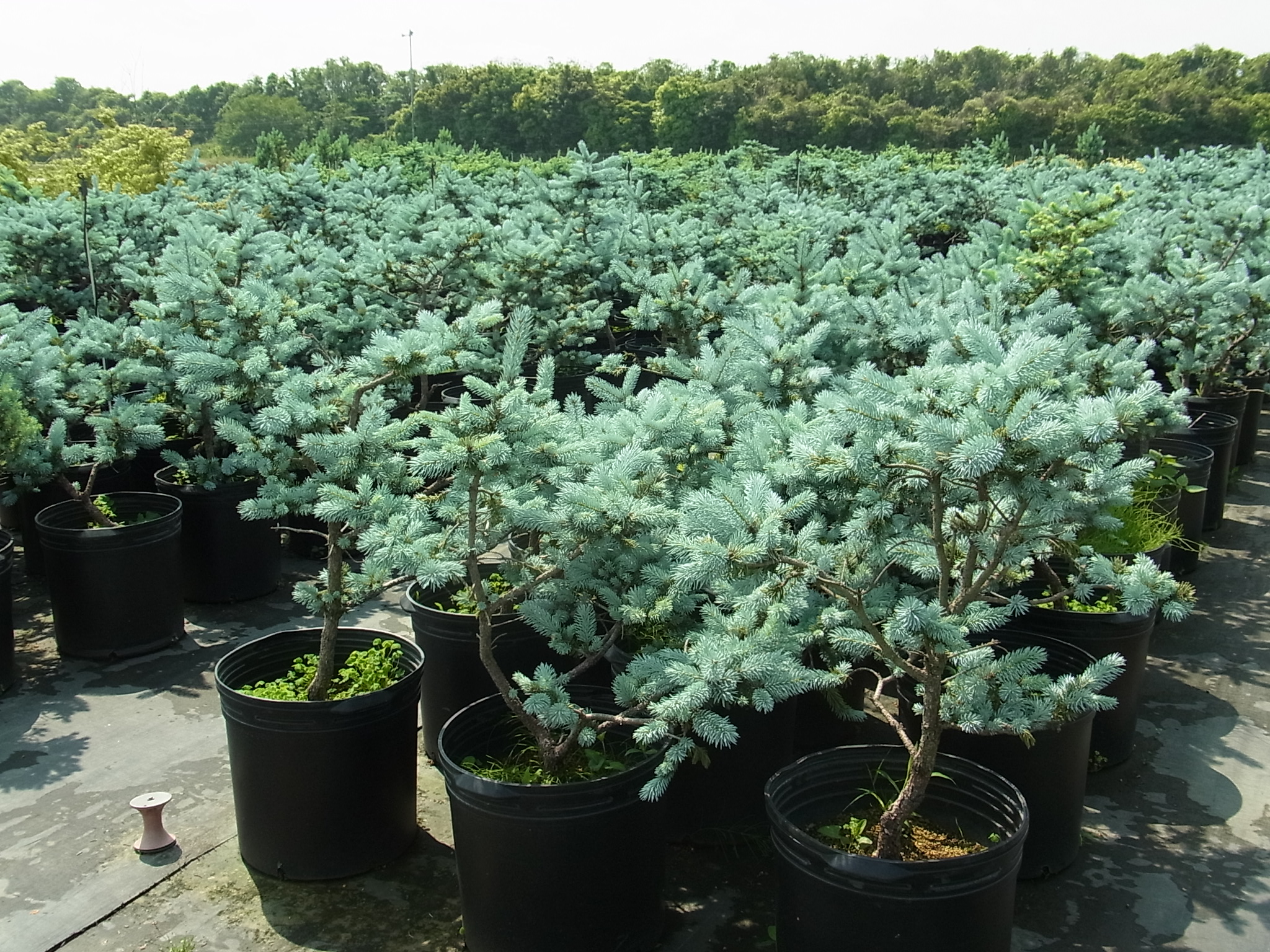 プンゲンストウヒ（コロラドトウヒ）'ホプシー'の新葉 | 樹木好き！ I