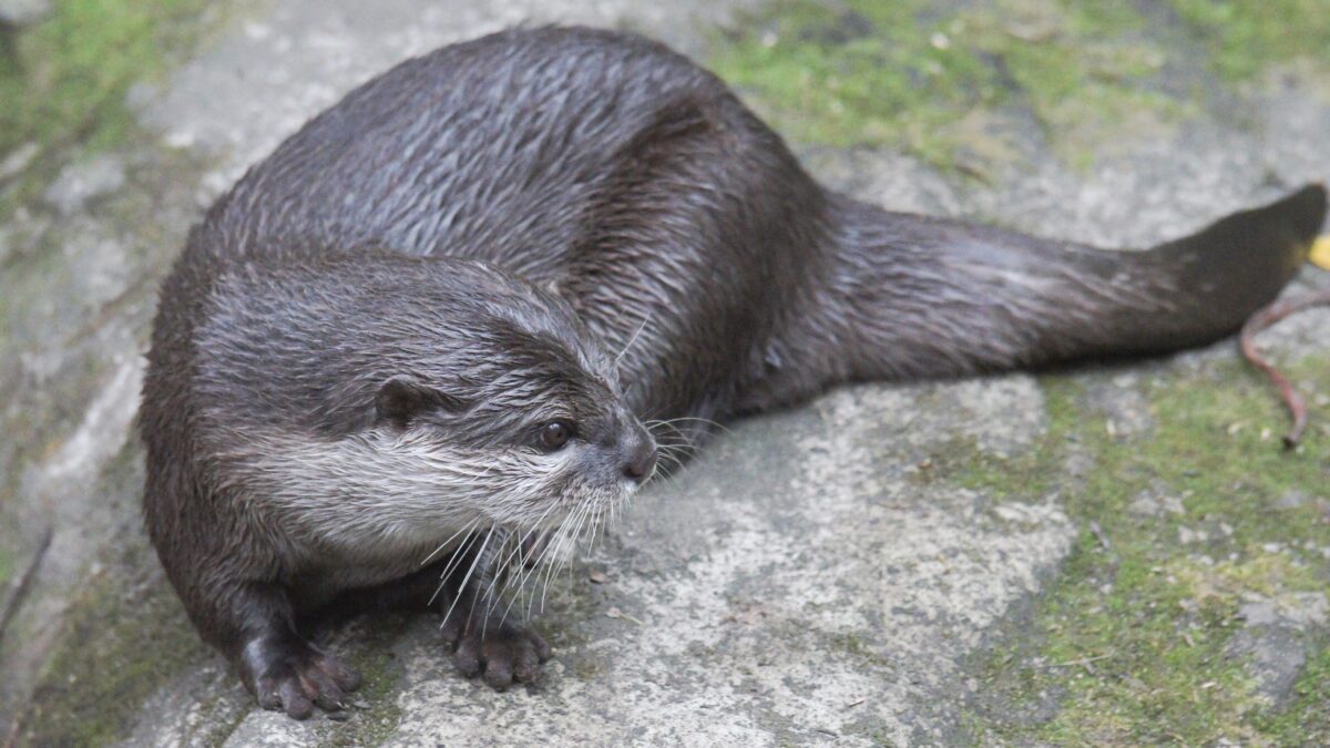 カワウソの飼育を考える 前編 | ZooPortal
