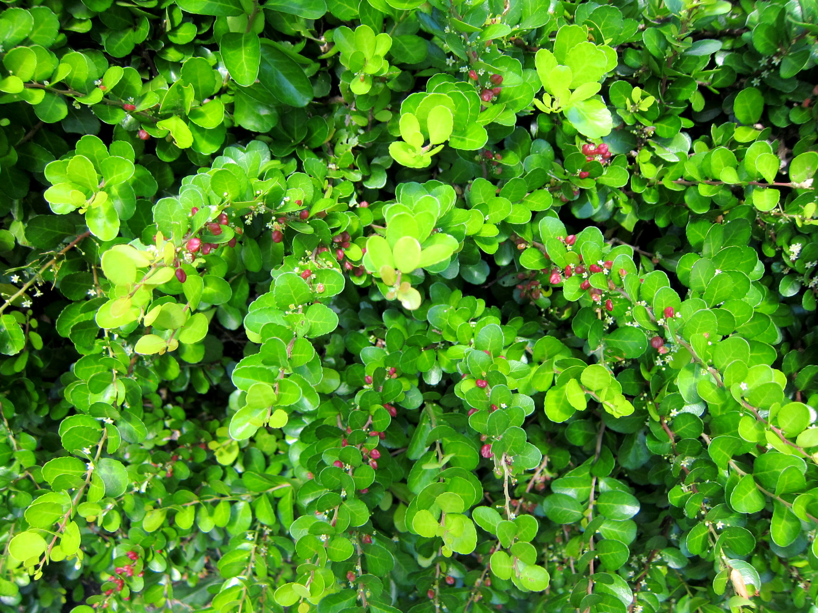 ハリツルマサキ - 沖縄百科事典 あじまぁ