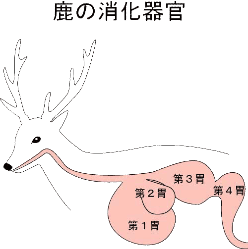 一般財団法人奈良の鹿愛護会