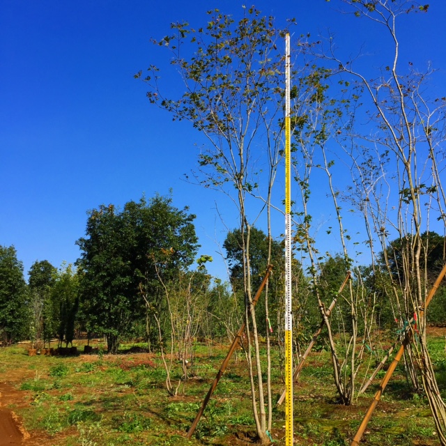 コハウチワカエデ株立4.0m | 八進緑産株式会社