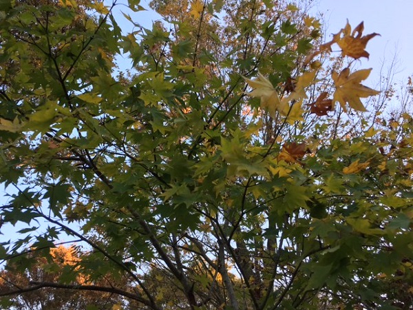 山採り天然木 ヤマモミジ株立 高さ3.5m程度 | 八進緑産株式会社