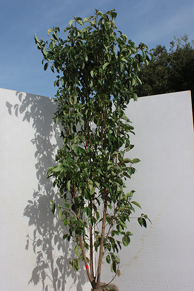 常緑ヤマボウシ「ホンコンエンシス」本株立 武者立ち仕立て 掲載しま