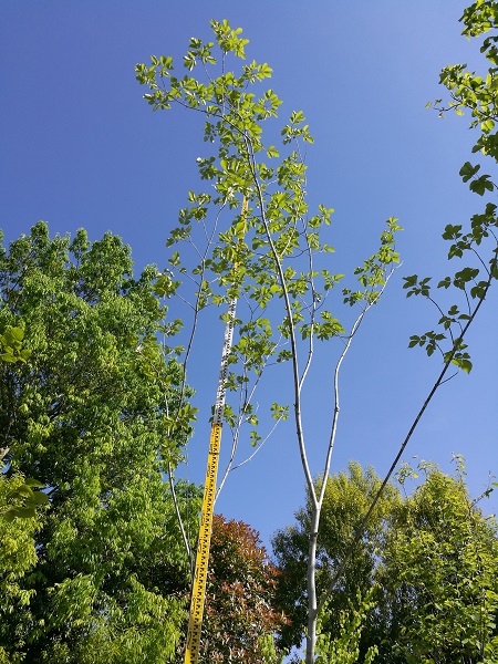 5/23】山採り天然木 アオダモ アオハダ | 八進緑産株式会社