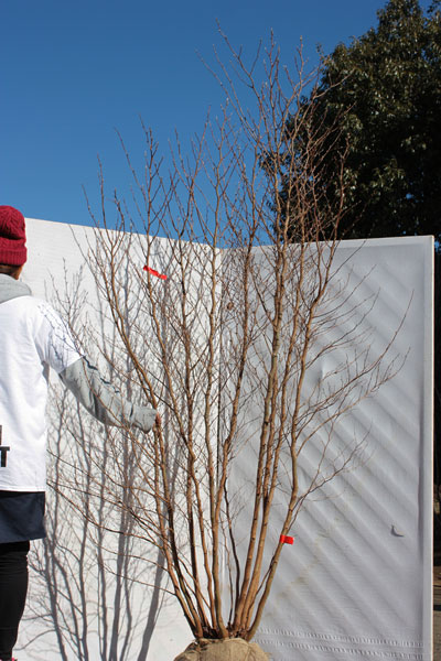 ヒメシャラ株立ち 立ち数10本以上 | 八進緑産株式会社