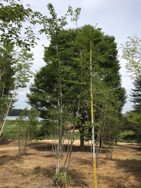 8/25】山採り アオハダ 株立 メス 5m | 八進緑産株式会社