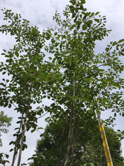 8/25】山採り アオハダ 株立 メス 5m | 八進緑産株式会社