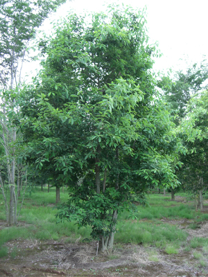 コナラ | 八進緑産株式会社