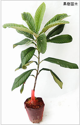 果樹園「花育通販」枇杷（びわ）の苗木を販売