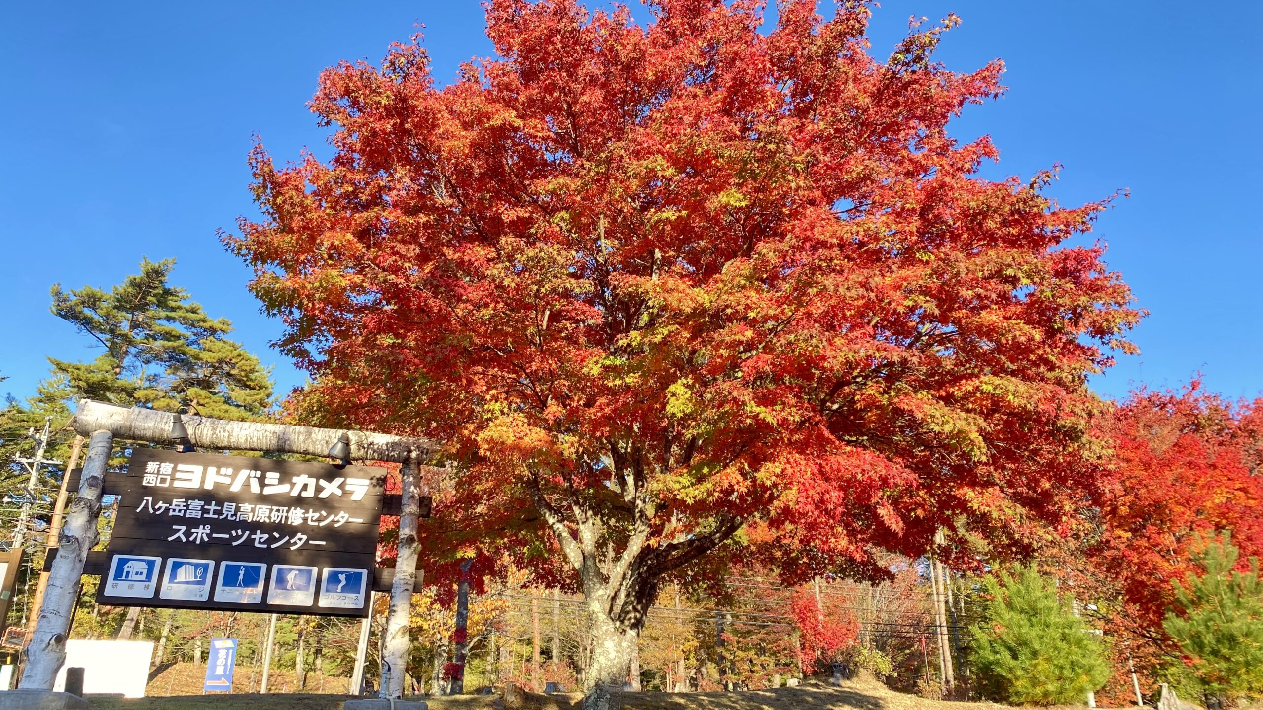 八ヶ岳 紅葉フォトレポート2023】高原エリア長野県原村・富士見 散策し