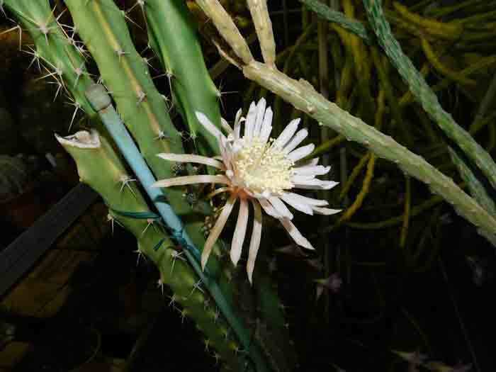 夜の王女咲く夜の王女咲く夜の王女咲く: 学芸員の独り言