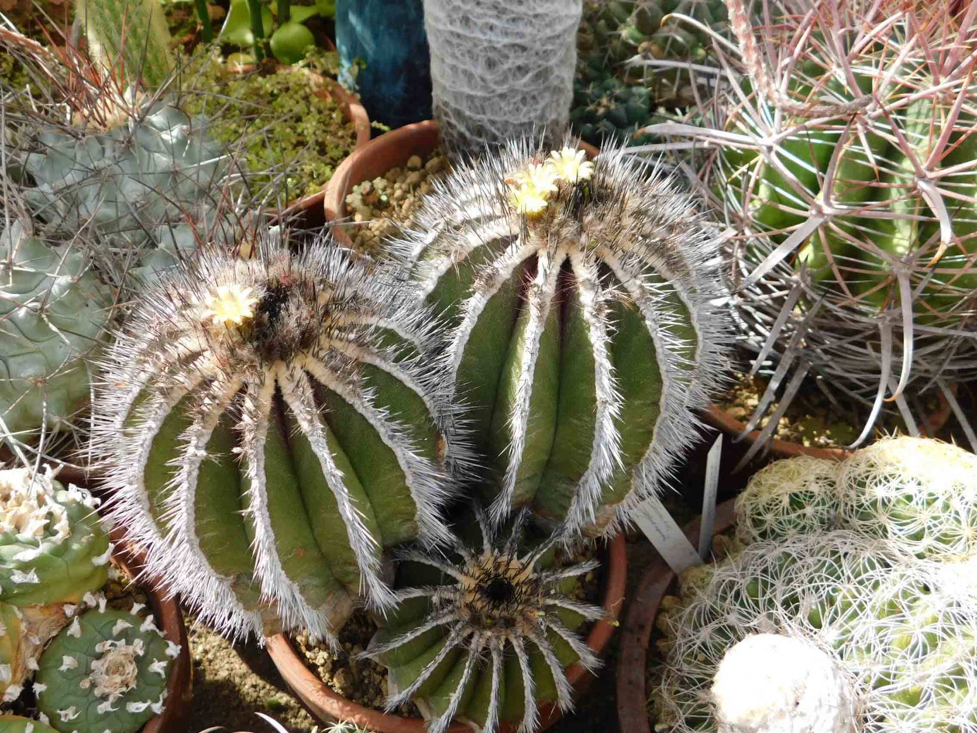 メロの文献等: 学芸員の独り言