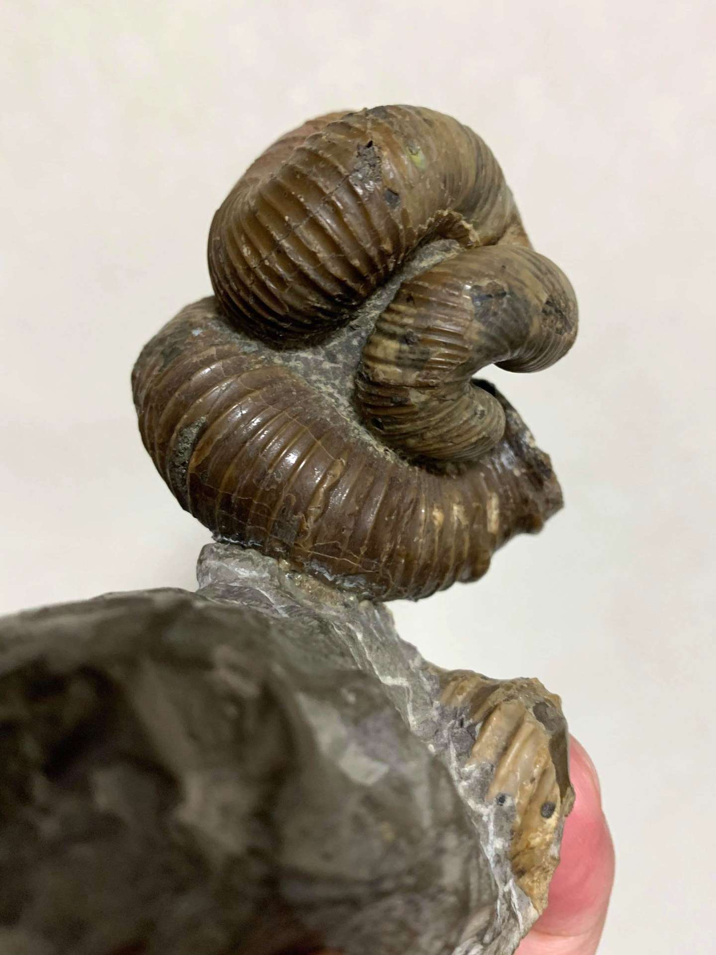 写真】想像超えた絶滅生物アンモナイト。海中の環境に適応し、殻の巻き