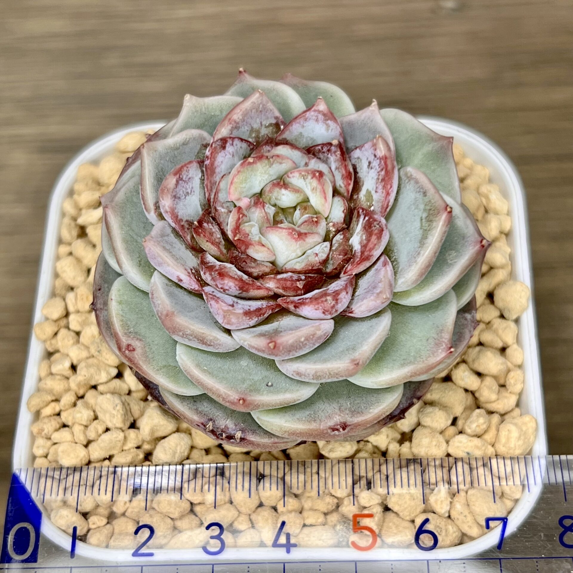 多肉植物】韓国苗🌵販売開始です。 - 365日多肉アルバム