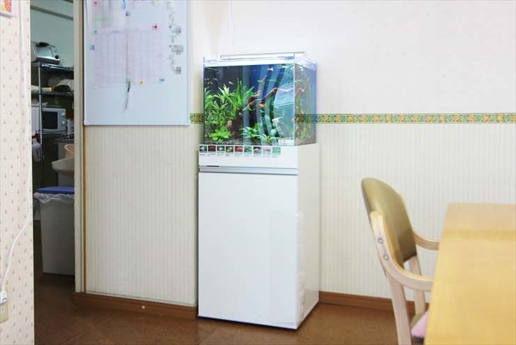 キューブ水槽とは｜立方体のかたちをした水槽の魅力をご紹介｜東京