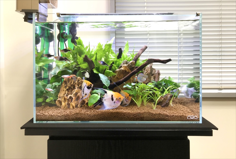 熱帯魚水槽にレイアウトする石・岩特集｜おすすめの石10選と配置の注意