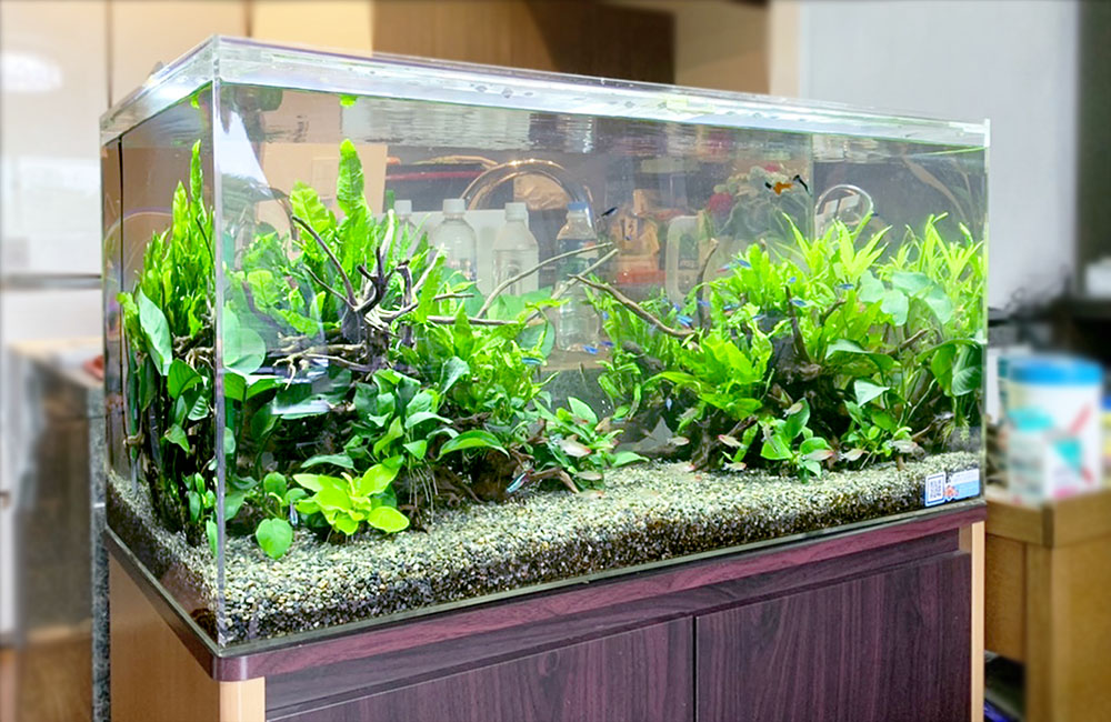 リビングに設置された90cm淡水魚水槽！ネオンテトラやグッピーの
