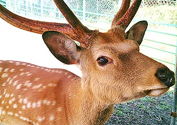 エゾシカコーナー -栗山公園オフィシャルウェブサイト-