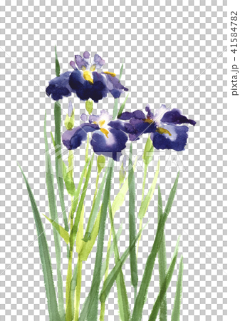 水彩イラスト:菖蒲 ショウブのイラスト素材 [41584782] - PIXTA