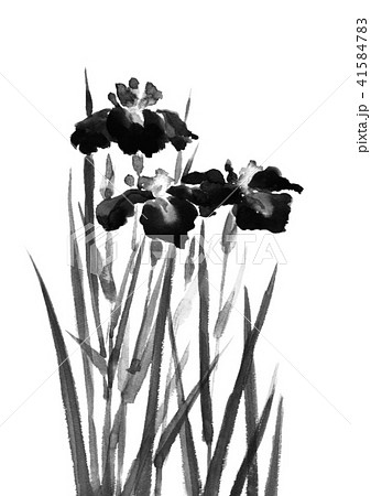菖蒲 ショウブ 水墨画風のイラスト素材 [41584783] - PIXTA
