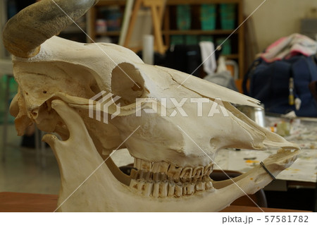 牛頭骨の写真素材 [57581782] - PIXTA