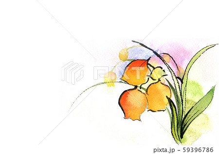 サンダーソニア 花 水彩画のイラスト素材 [59396786] - PIXTA