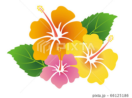 黄色系のハイビスカスの花のイラスト のイラスト素材 [66125186] - PIXTA