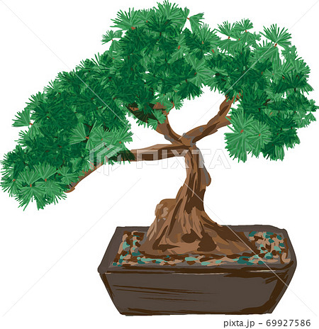 リアルな手書きの盆栽のイラストのイラスト素材 [69927586] - PIXTA
