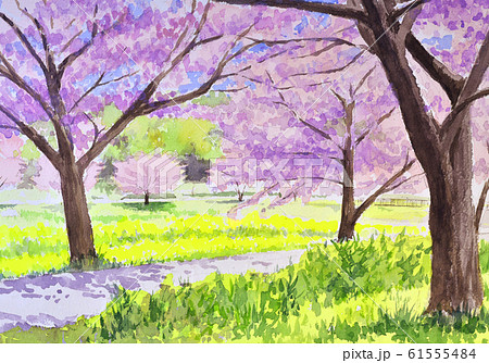 親水公園の桜 水彩のイラスト素材 [61555484] - PIXTA