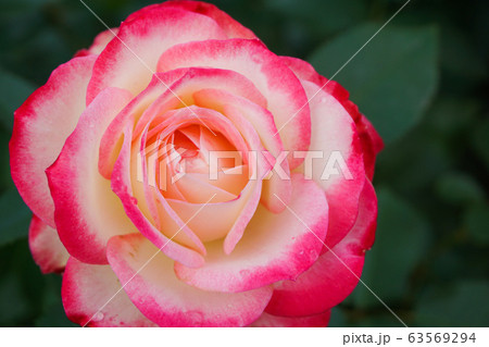 赤、ピンク、白のグラデーションの美しいバラ の写真素材 [63569294