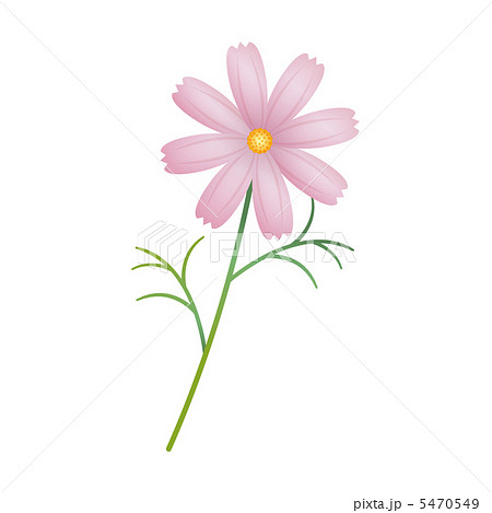 一輪のコスモスのイラスト素材 [5470549] - PIXTA