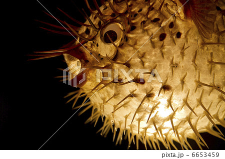 ふぐ提灯（ハリセンボン）の写真素材 [6653459] - PIXTA