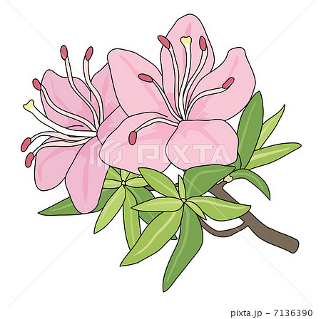 ウンゼンツツジのイラスト素材 [7136390] - PIXTA